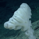 Image courtesy of the NOAA Office of Ocean Exploration and Research, 2017 Laulima O Ka Moana.